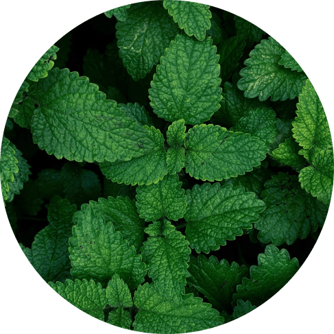 1229 8bb1cc86984faf6e36d30b67d4867b0f Spearmint Essential Oil